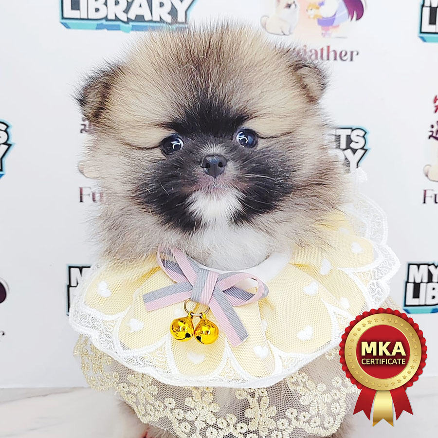 MKA Tiny Pom Puppy (Female) For Sale