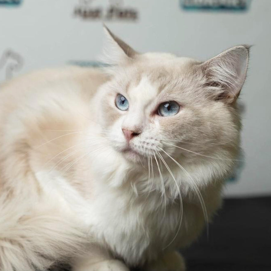 Ragdoll Kitten (Male) For Sale