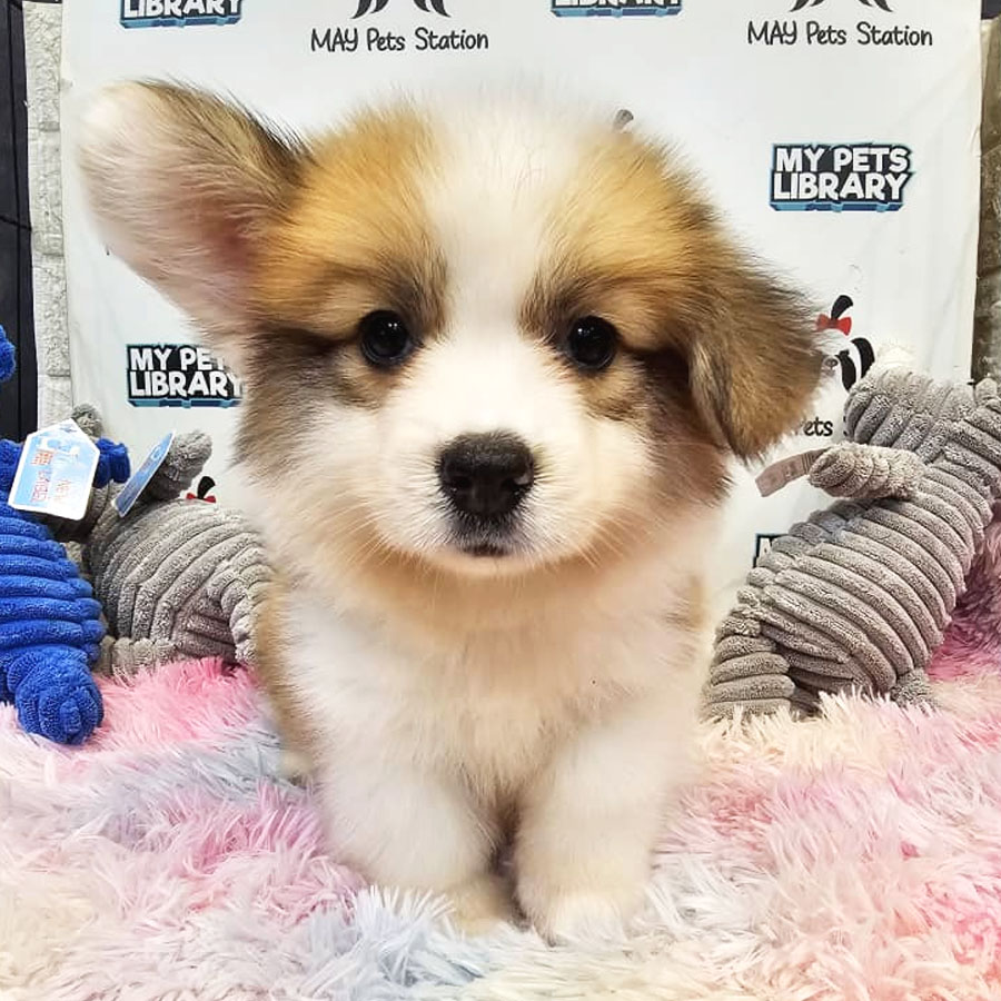 Longcoat Welsh Corgi Puppy (Male) For Sale
