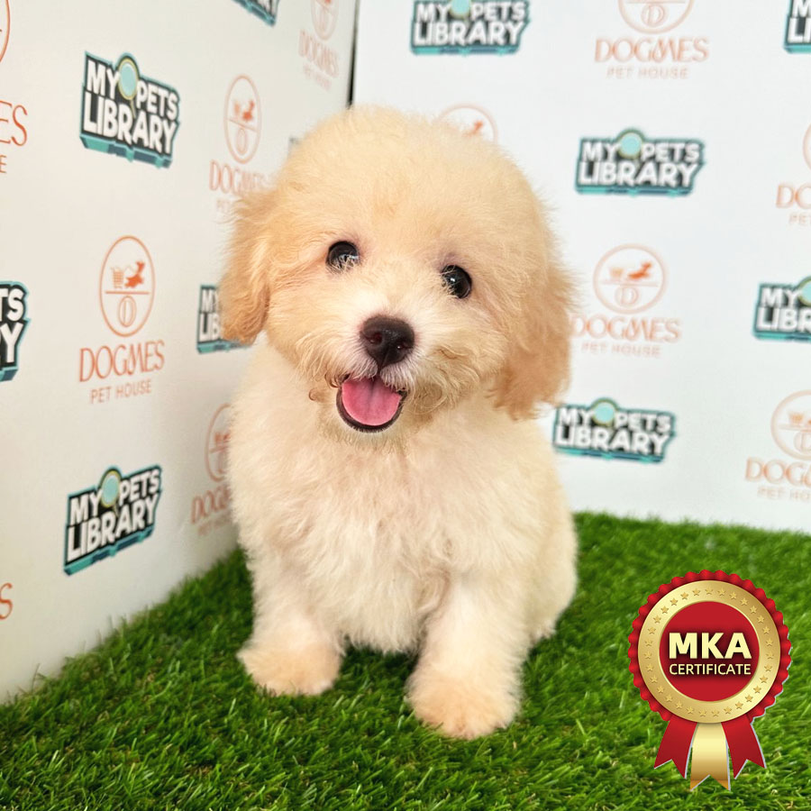 MKA Toy Poodle Puppy (Male) For Sale