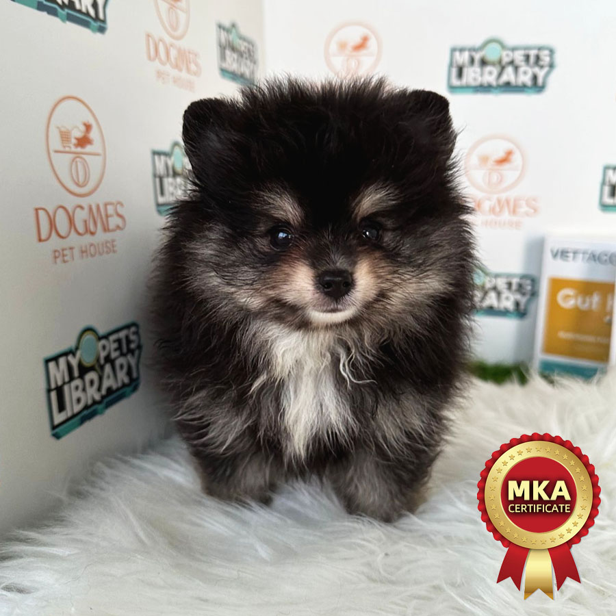 MKA Teacup Pomeranian Puppy (Male) For Sale