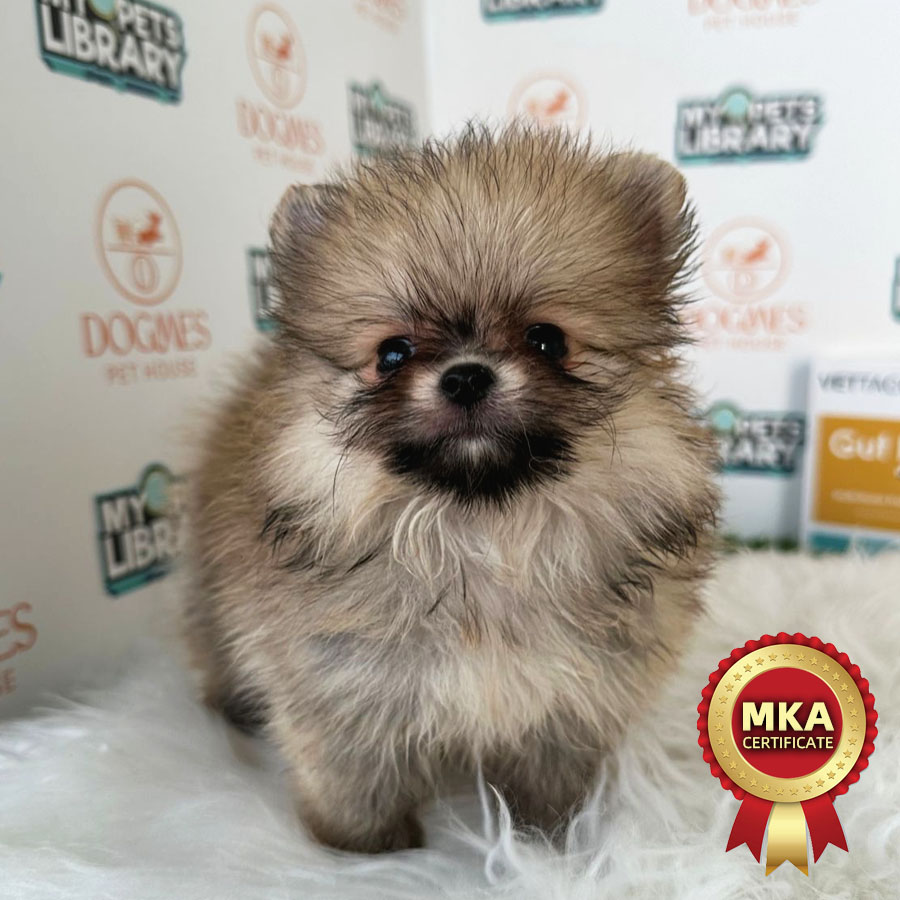 MKA Teacup Pomeranian Puppy (Female) For Sale