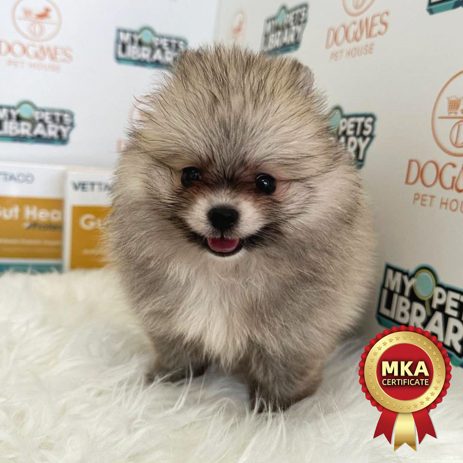MKA Teacup Pomeranian Puppy (Female) For Sale