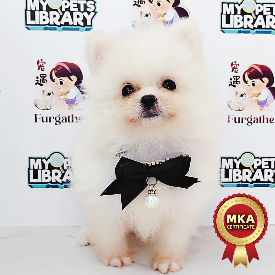 MKA Pomeranian Puppy (Female) For Sale