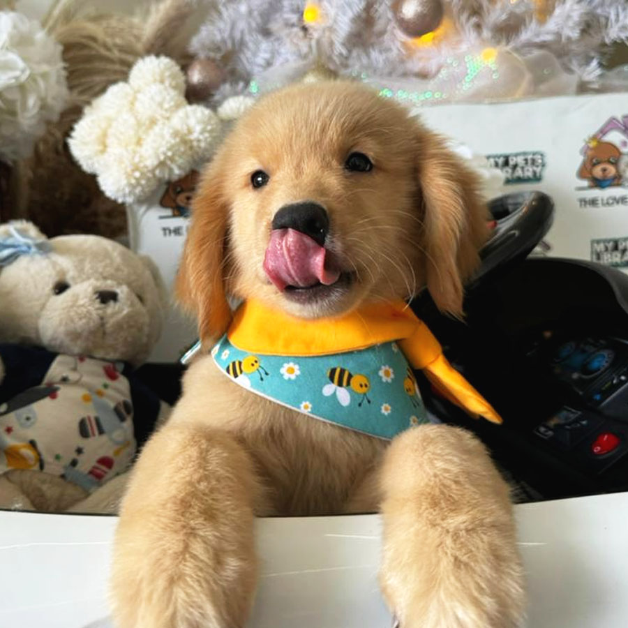 Golden Retriever Puppy (Female) For Sale