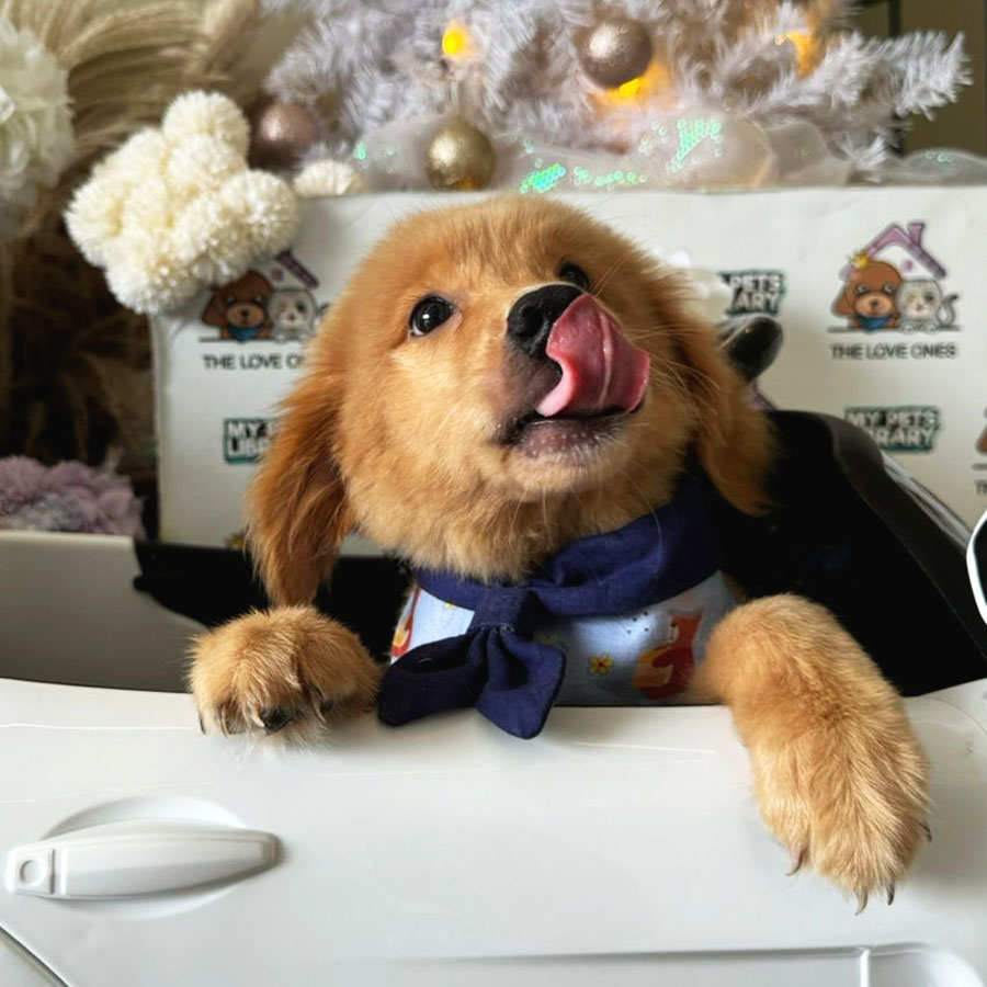Golden Retriever Puppy (Female) For Sale