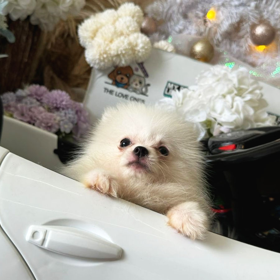 Tiny Pomeranian Puppy (Male) For Sale