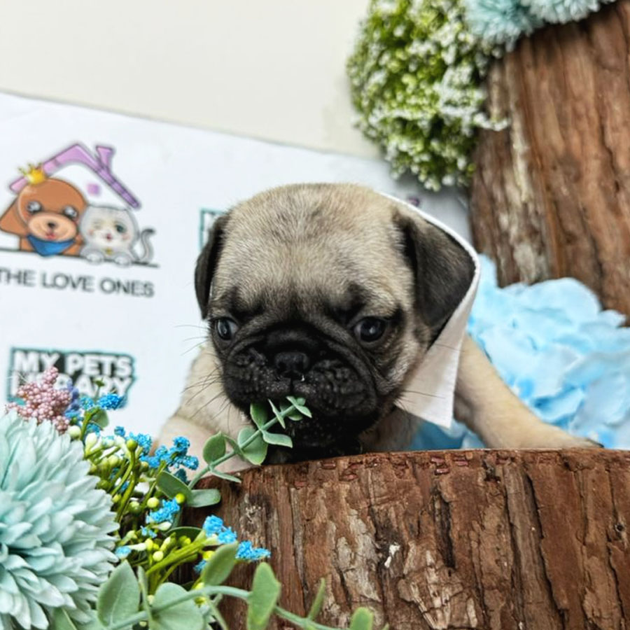 Pug Puppy (Male) For Sale