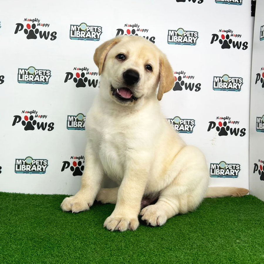 Labrador Puppy (Male) For Sale