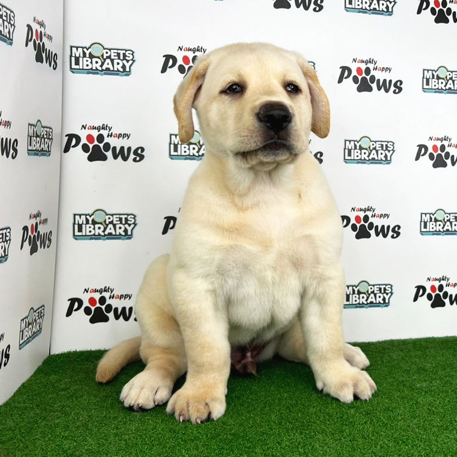 Labrador Puppy (Male) For Sale
