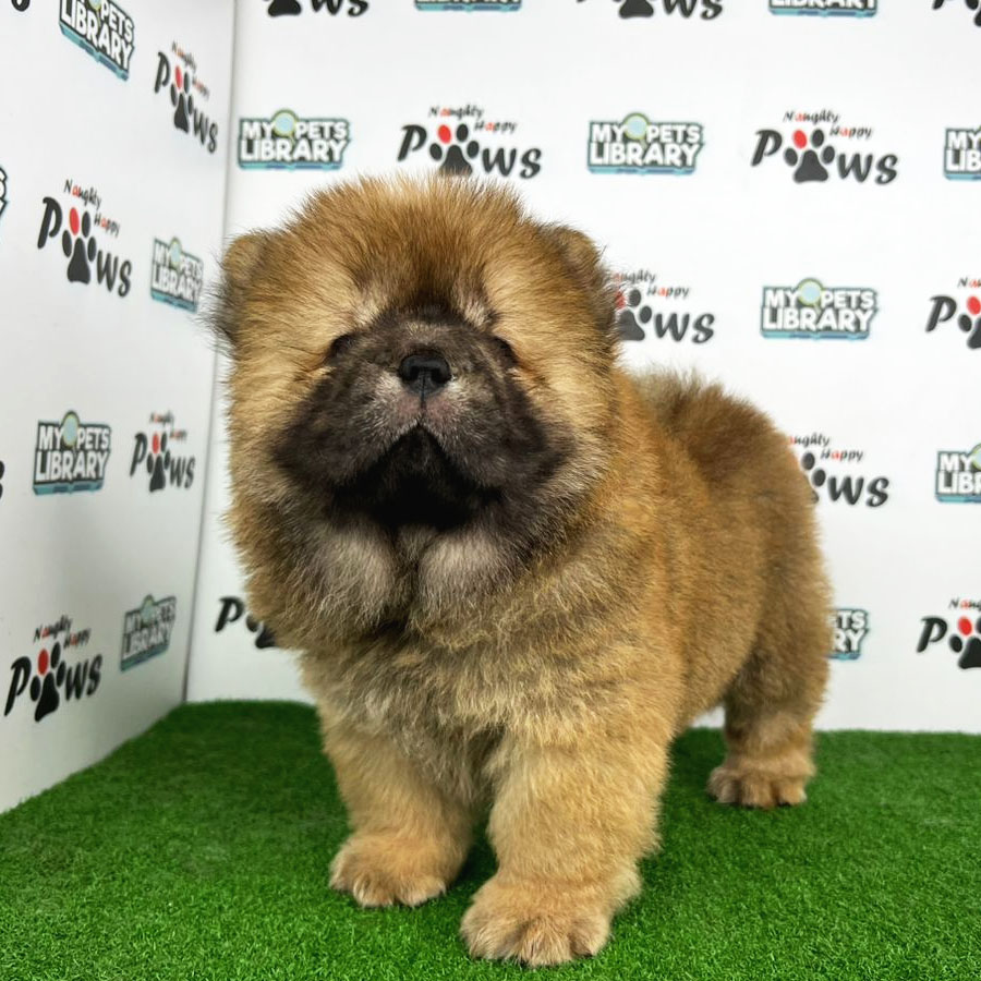 Chow Chow Puppy (Female) For Sale