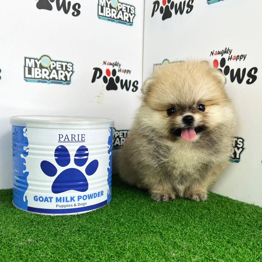 Pomeranian Puppy (Male) For Sale
