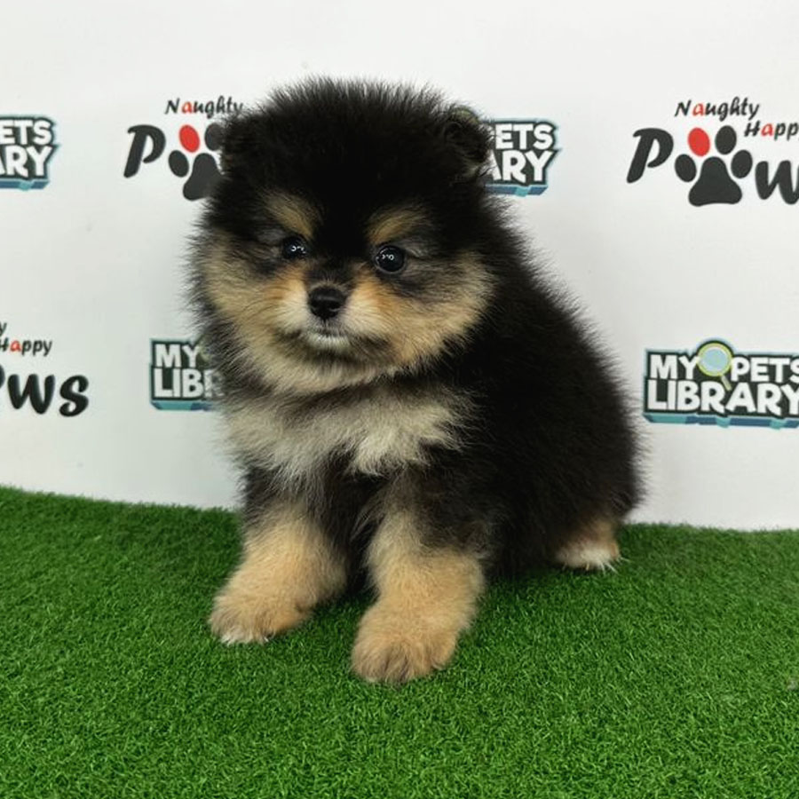 Pomeranian Puppy (Female) For Sale