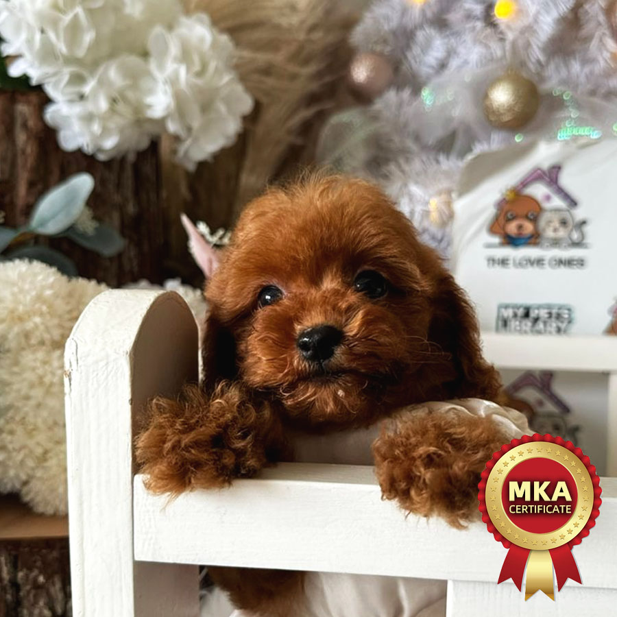 MKA Toy Poodle Puppy (Female) For Sale