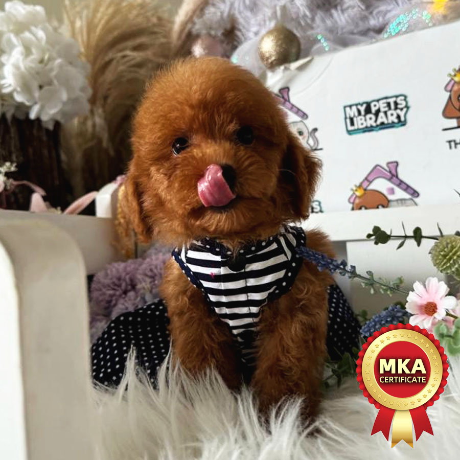 MKA Toy Poodle Puppy (Female) For Sale