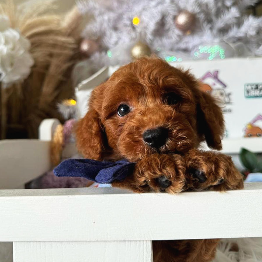 Toy Poodle Puppy (Male) For Sale