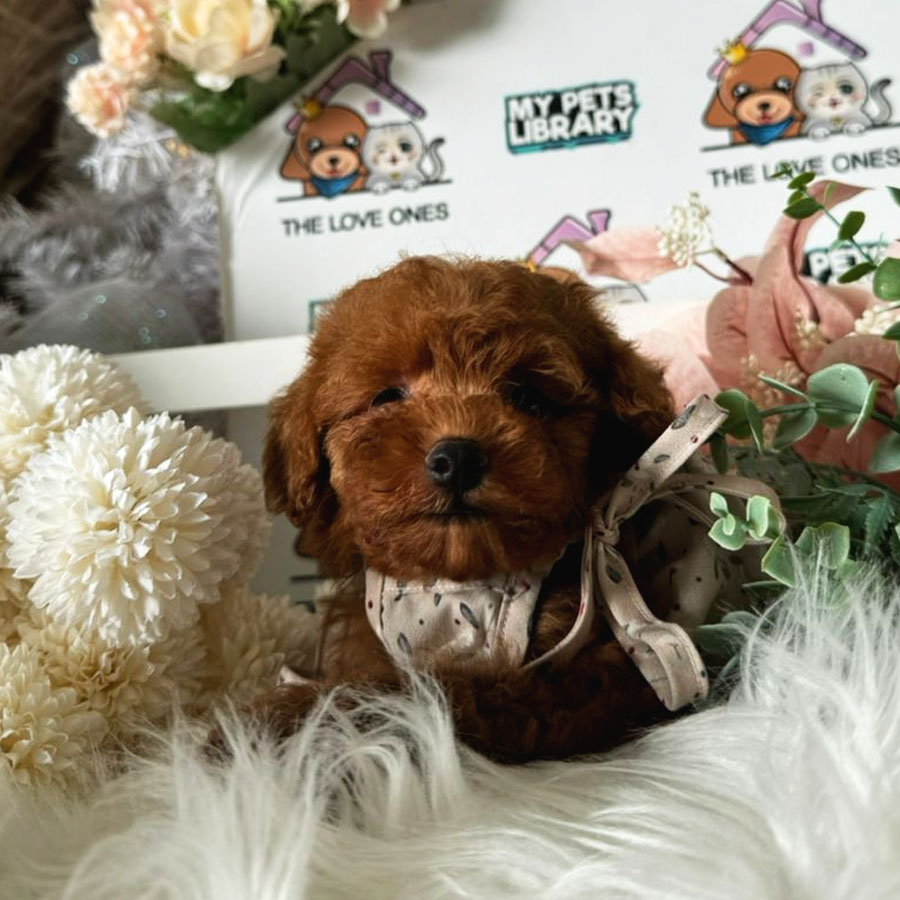Toy Poodle Puppy (Female) For Sale