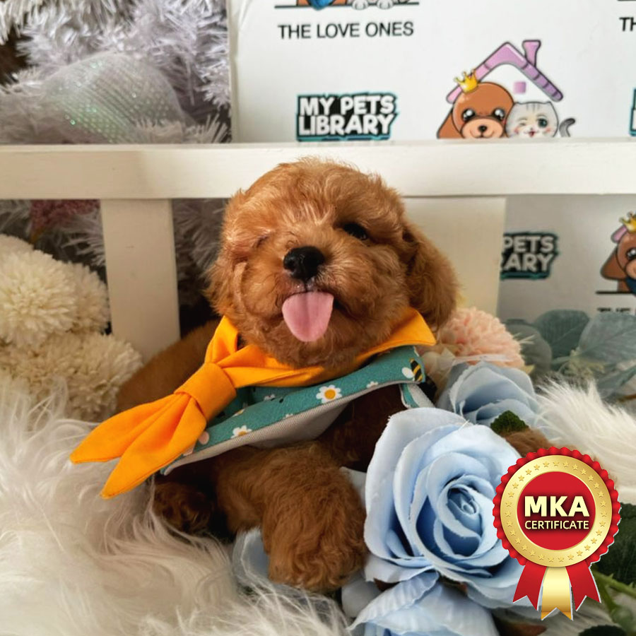 MKA Toy Poodle Puppy (Male) For Sale