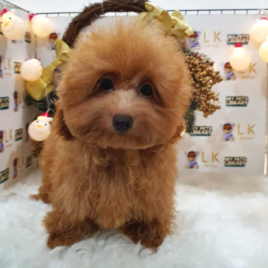 Toy Poodle Puppy (Female) For Sale