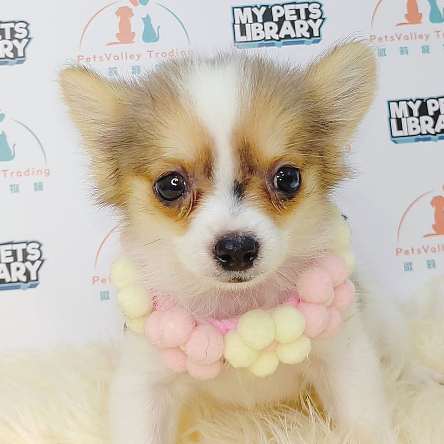 Longcoat Chihuahua Puppy (Male) For Sale