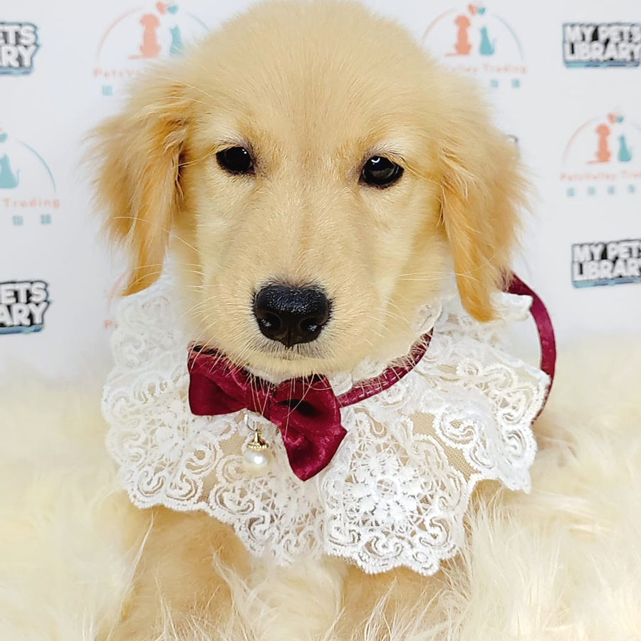 Golden Retriever Puppy (Female) For Sale