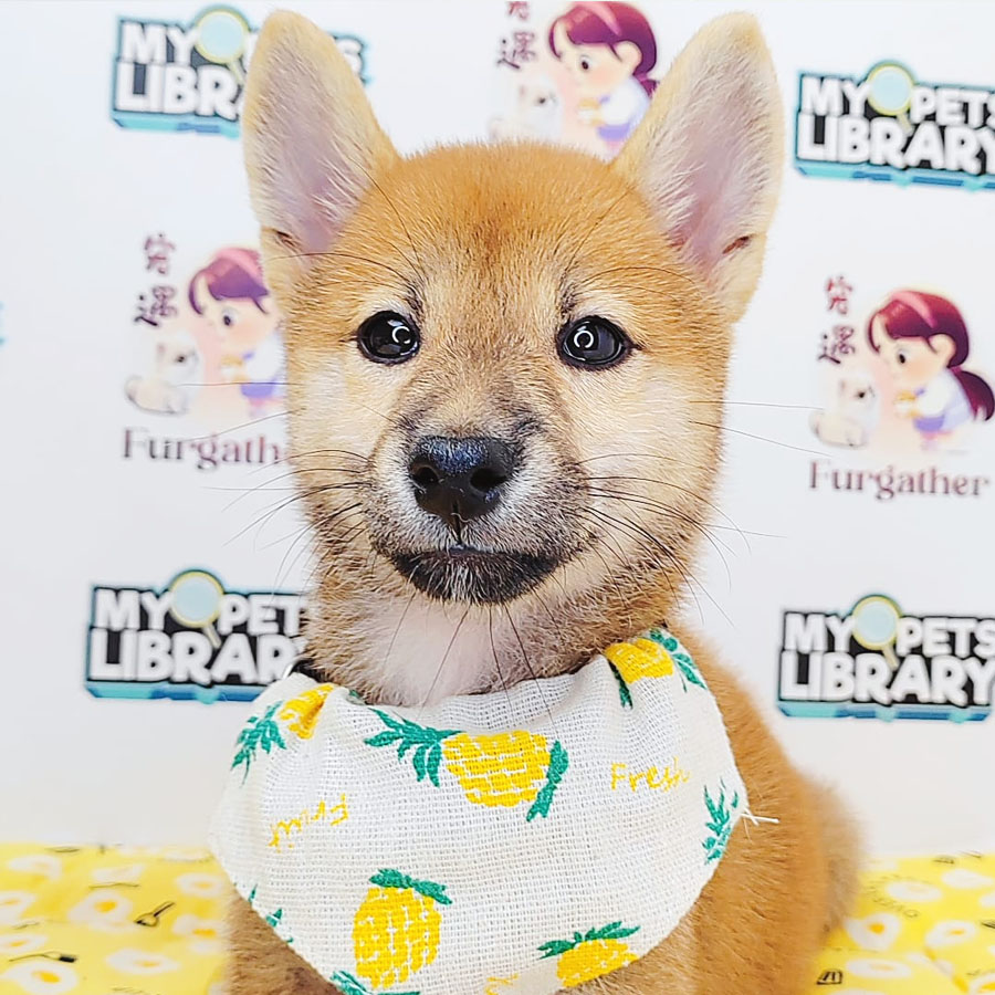 Shiba Inu Puppy (Female) For Sale