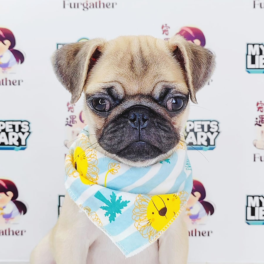 Pug Puppy (Female) For Sale