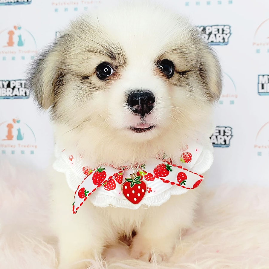 Welsh Corgi Puppy (Male) For Sale