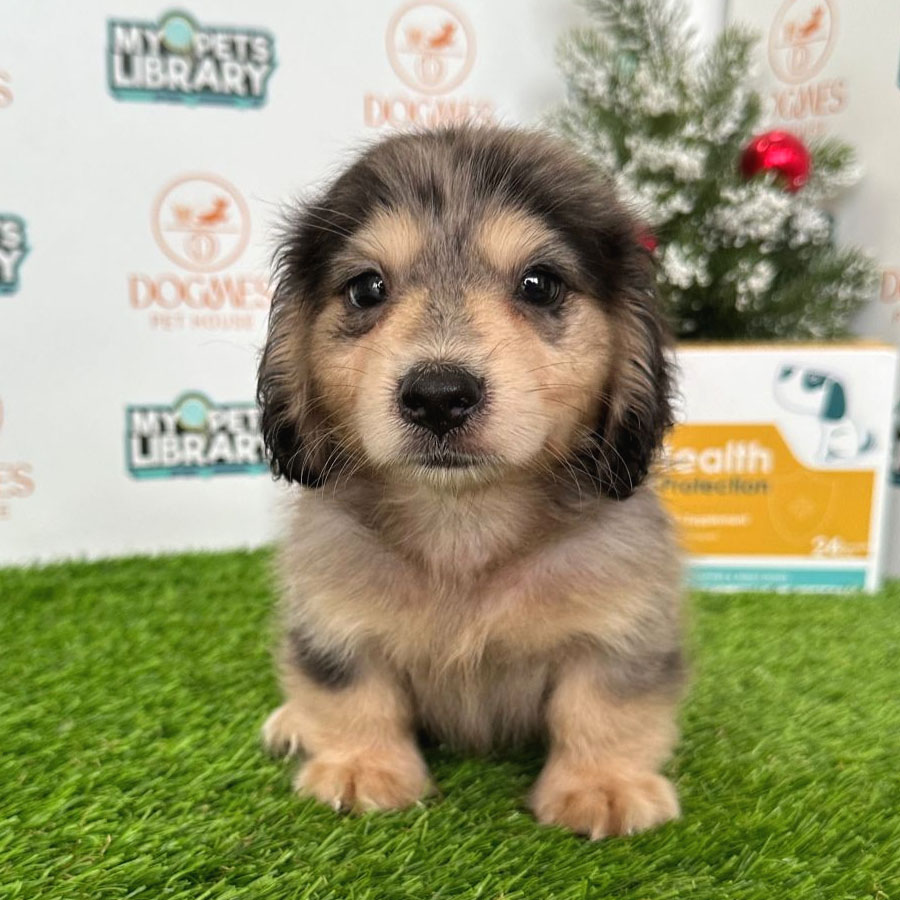 Longcoat Miniature Dachshund Puppy (Male) For Sale