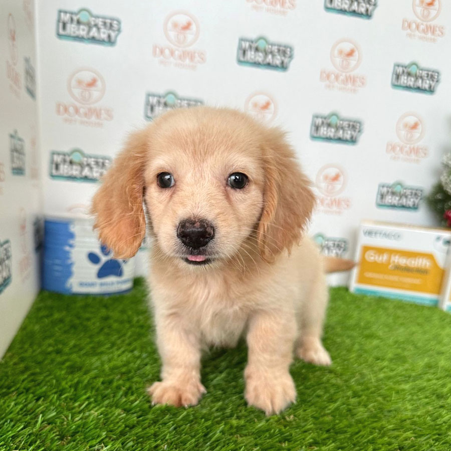 Longcoat Miniature Dachshund Puppy (Female) For Sale