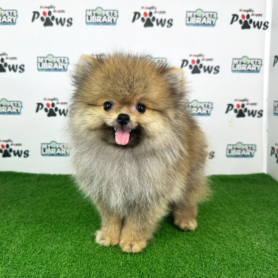 Pomeranian Puppy (Male) For Sale