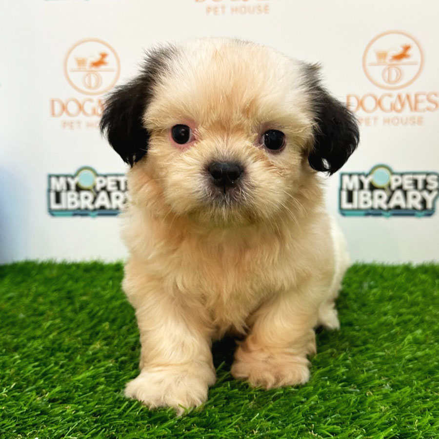 Shih Tzu Puppy (Male) For Sale