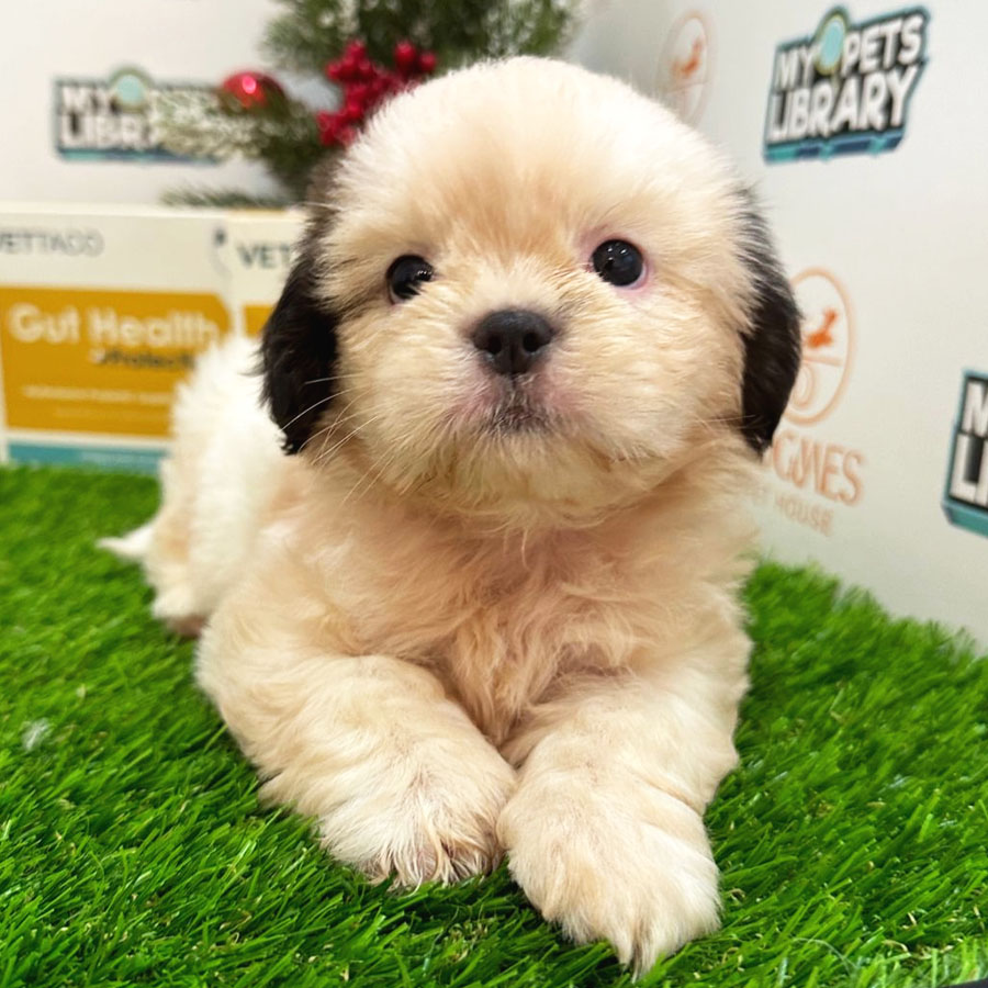 Shih Tzu Puppy (Male) For Sale
