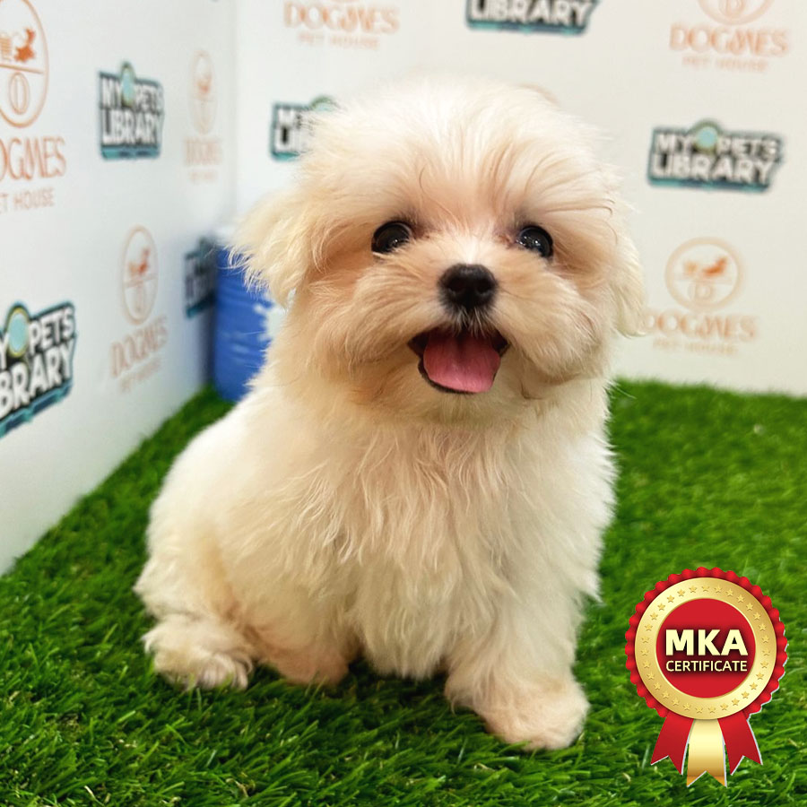 MKA Tiny Maltese Puppy (Female) For Sale