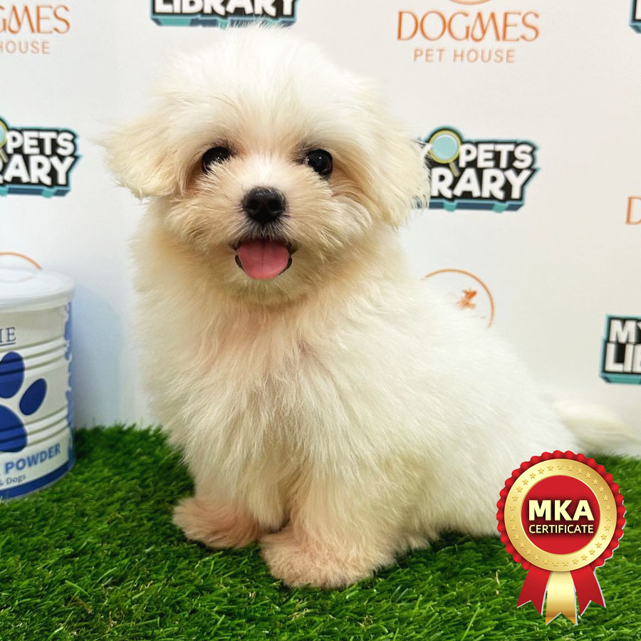 MKA Tiny Maltese Puppy (Female) For Sale