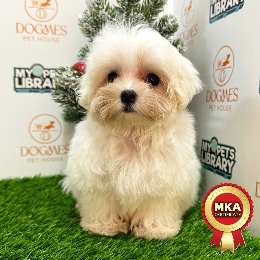 MKA Tiny Maltese Puppy (Female) For Sale