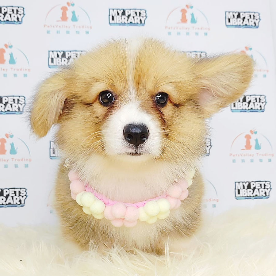 Welsh Corgi Puppy (Male) For Sale