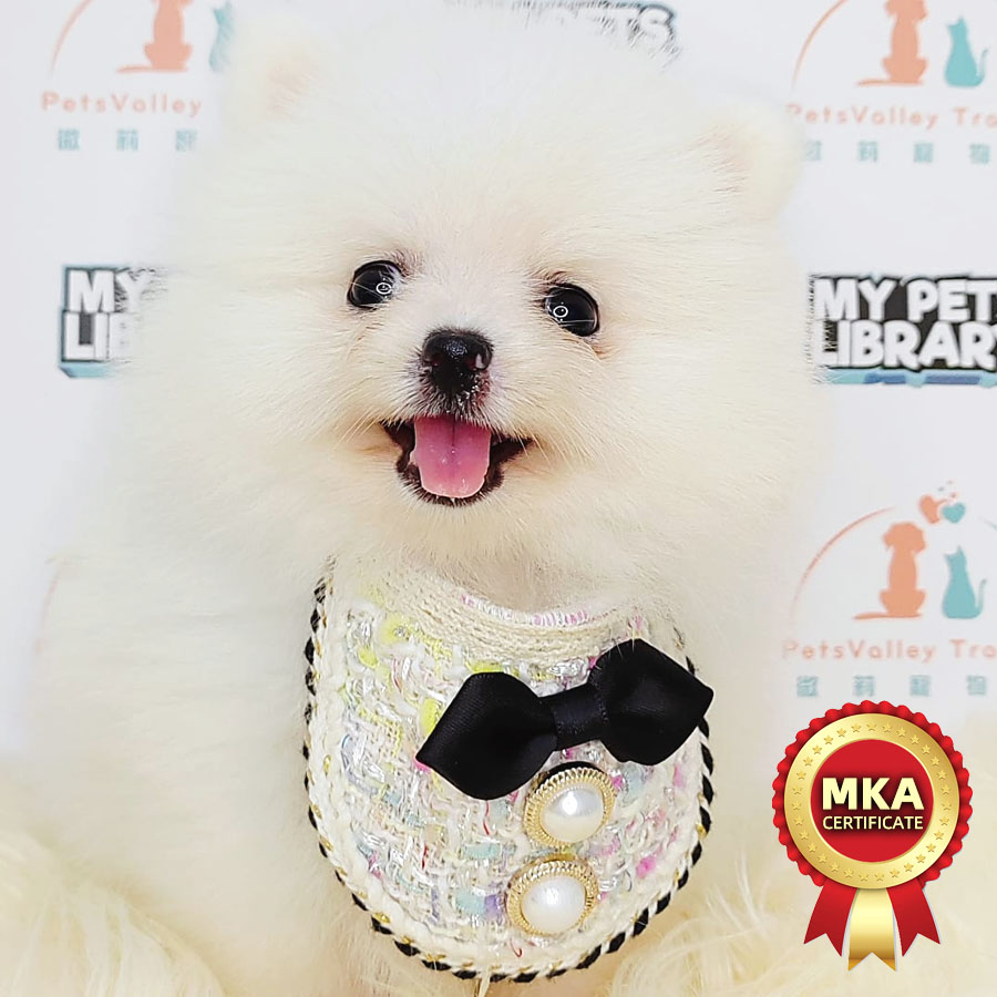 MKA Pomeranian Puppy (Female) For Sale