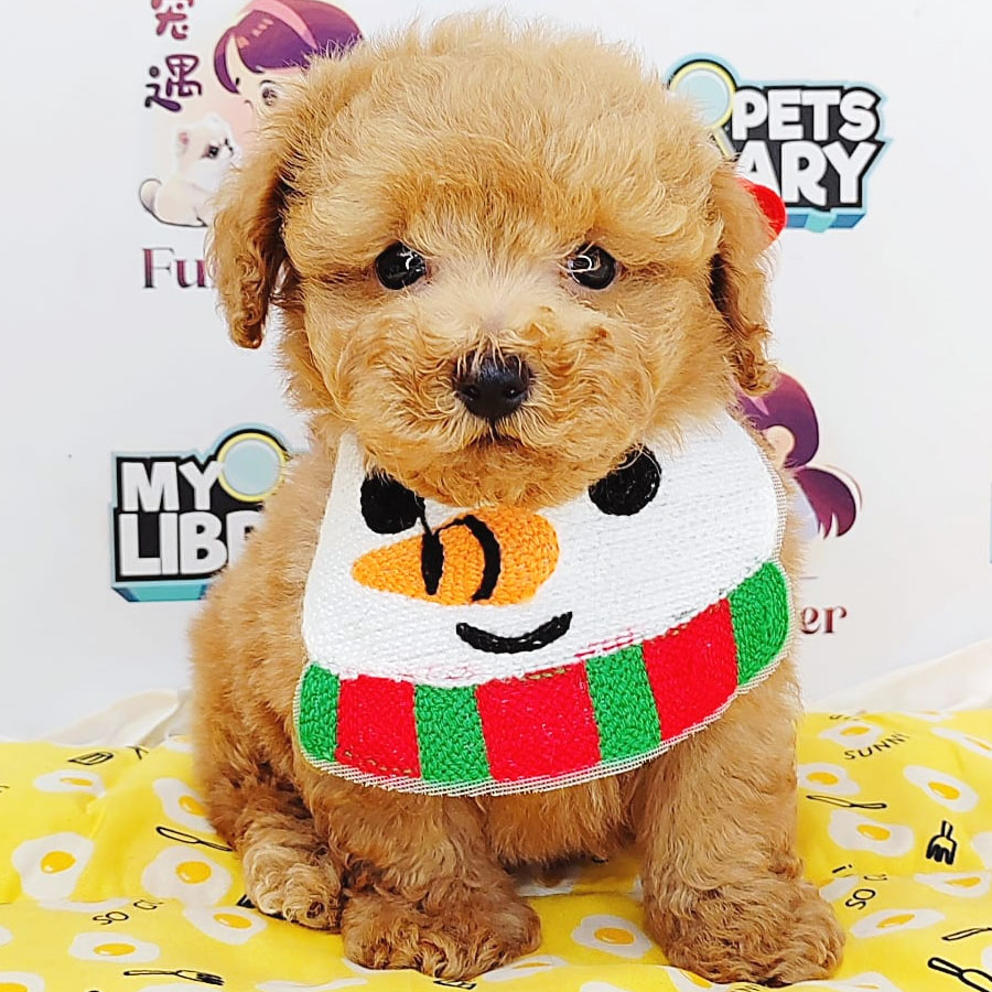 Tiny Poodle Puppy (Male) For Sale