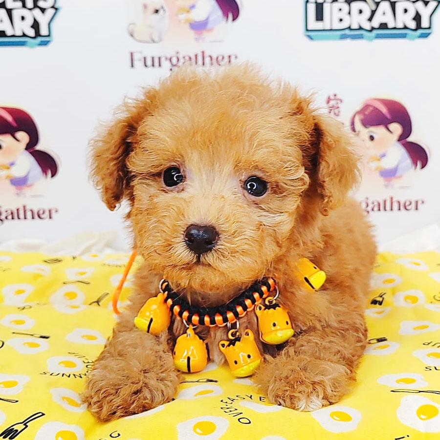 Teacup Poodle Puppy (Female) For Sale