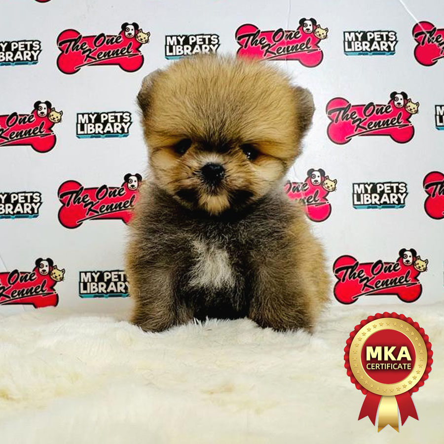 MKA Tiny Pomeranian Puppy (Female) For Sale