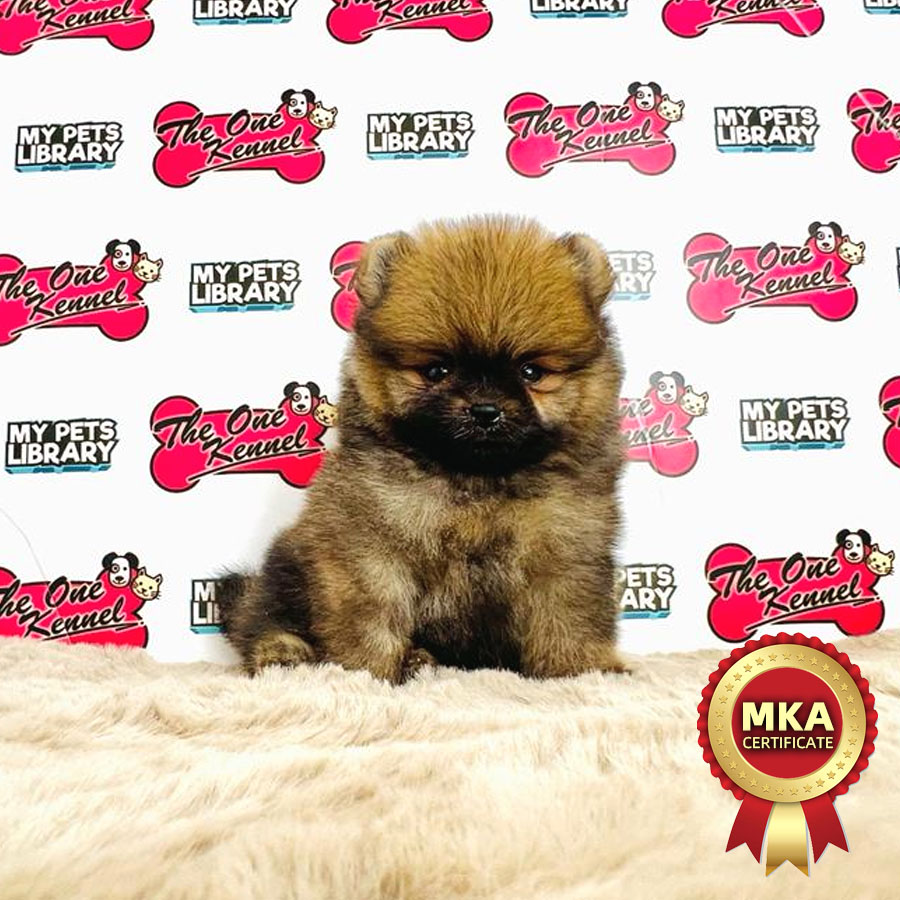 MKA Tiny Pomeranian Puppy (Male) For Sale