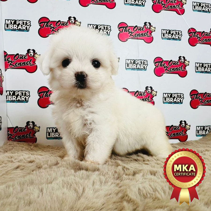 MKA Tiny Maltese Puppy (Female) For Sale