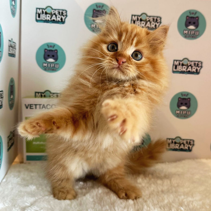 Persian Kitten (Male) For Sale