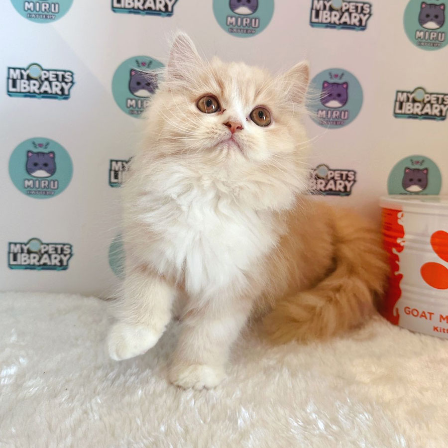 Persian Kitten (Male) For Sale