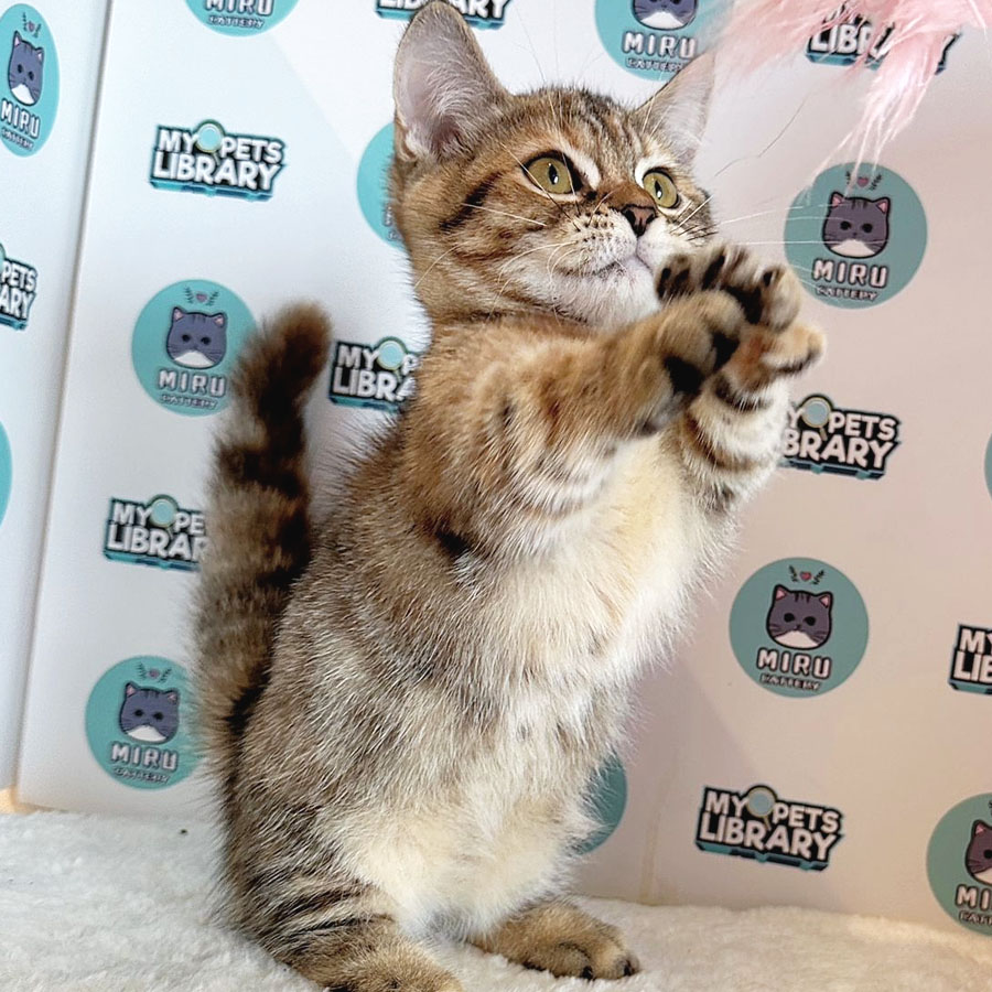 Munchkin Kitten (Female) For Sale