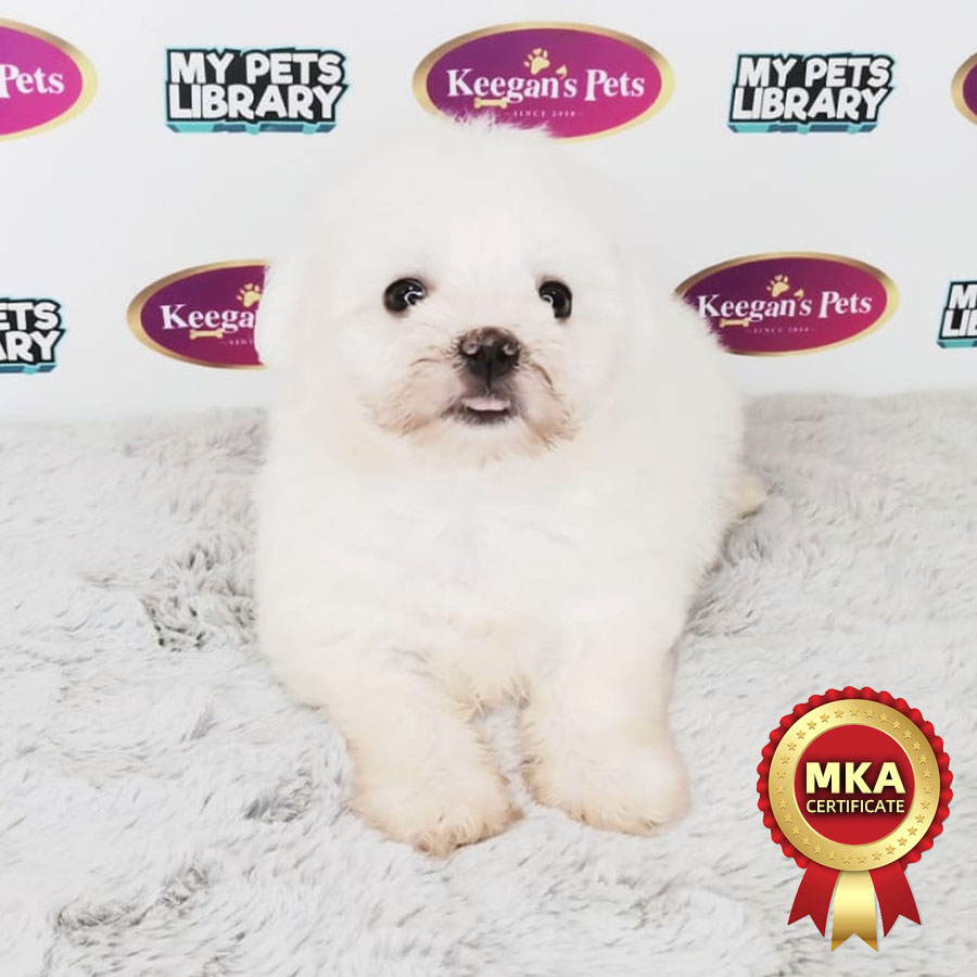 MKA Maltese Puppy (Female) For Sale