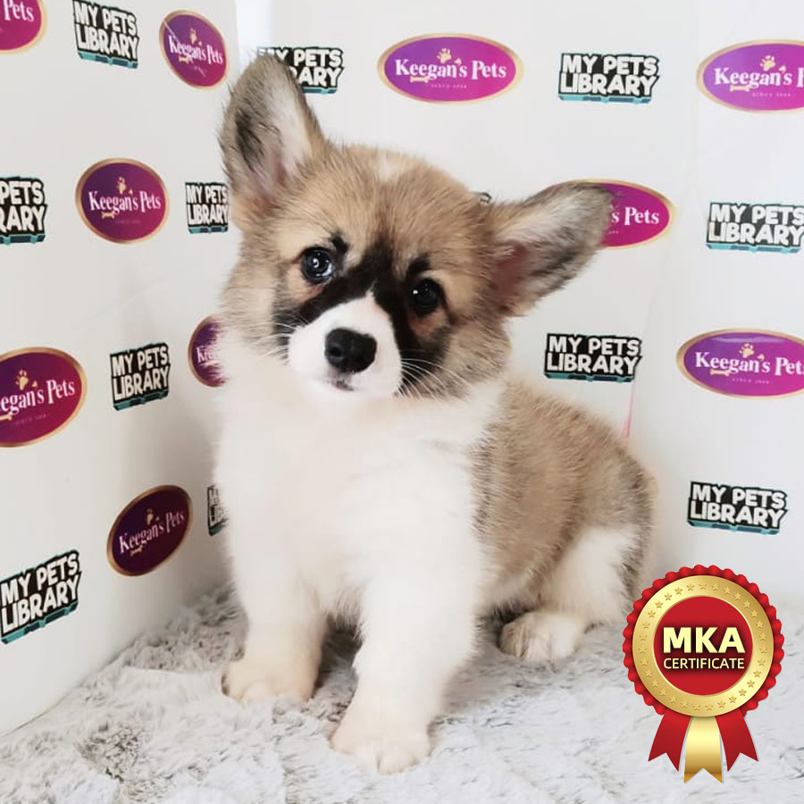 MKA Welsh Corgi Puppy (Female) For Sale