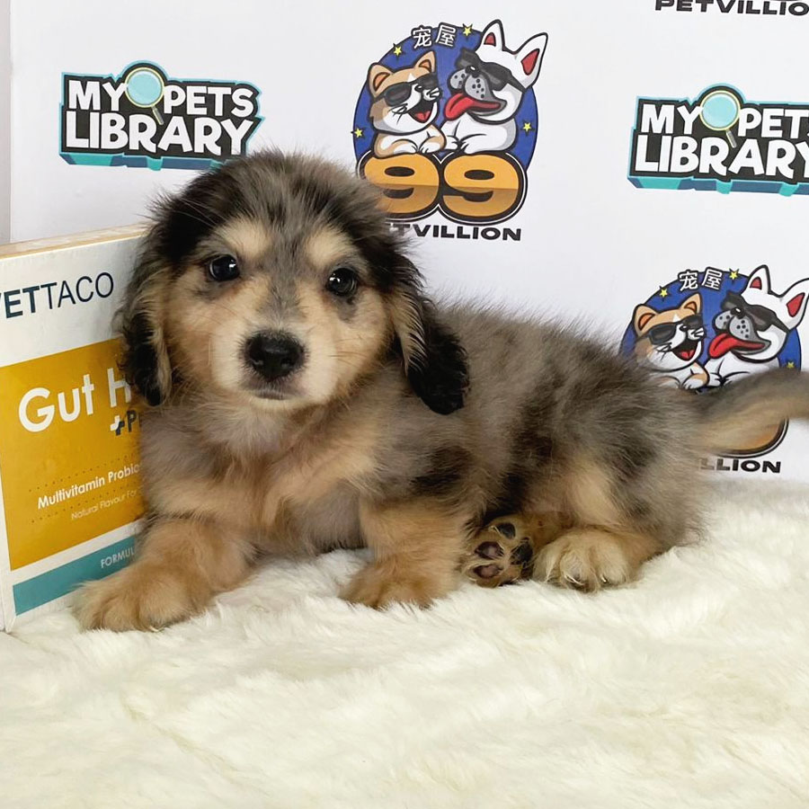 Longocat Miniature Dachshund Puppy (Male) For Sale