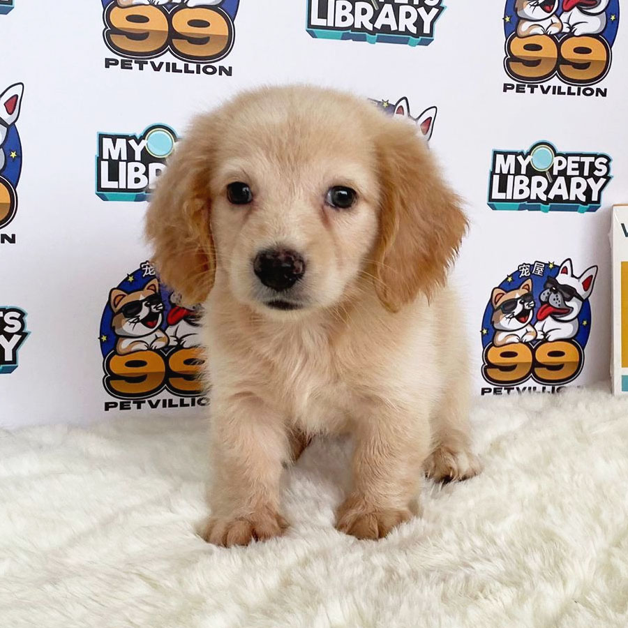 Longocat Miniature Dachshund Puppy (Female) For Sale